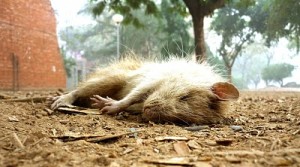 Tote Ratte, JNU, Delhi, Februar 2010